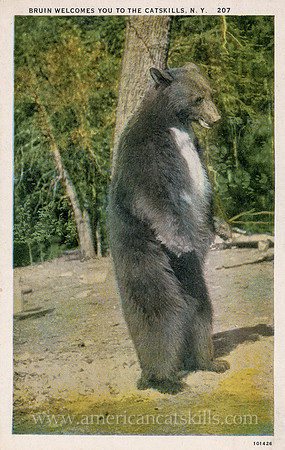 Postcard titled "Bruin Welcomes You to the Catskills, N.Y."