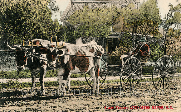 Vintage postcard titled "Rapid Transit, Livingston Manor, N. Y."