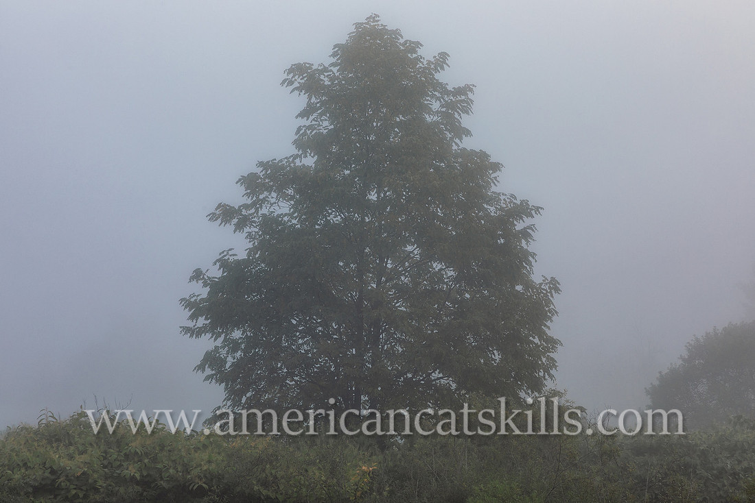 Photograph on the Windham Path in Windham, New York in the northern Catskills.