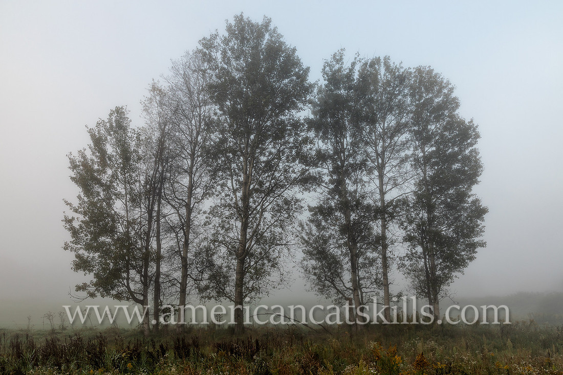 Photograph on the Windham Path in Windham, New York in the northern Catskills.
