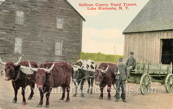 Vintage postcard titled "Sullivan County Rapid Transit, Lake Kiamesha, N. Y." showing two men with four bulls pulling a wagon.