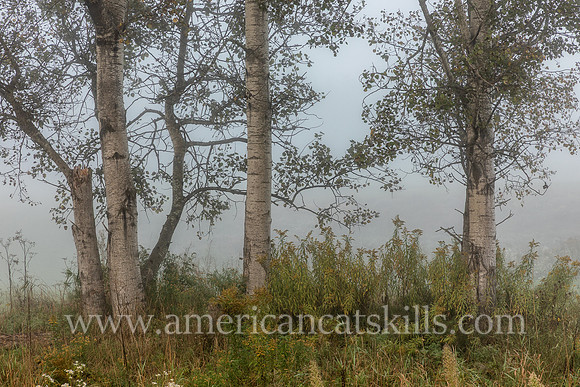 Photograph on the Windham Path in Windham, New York in the northern Catskills.