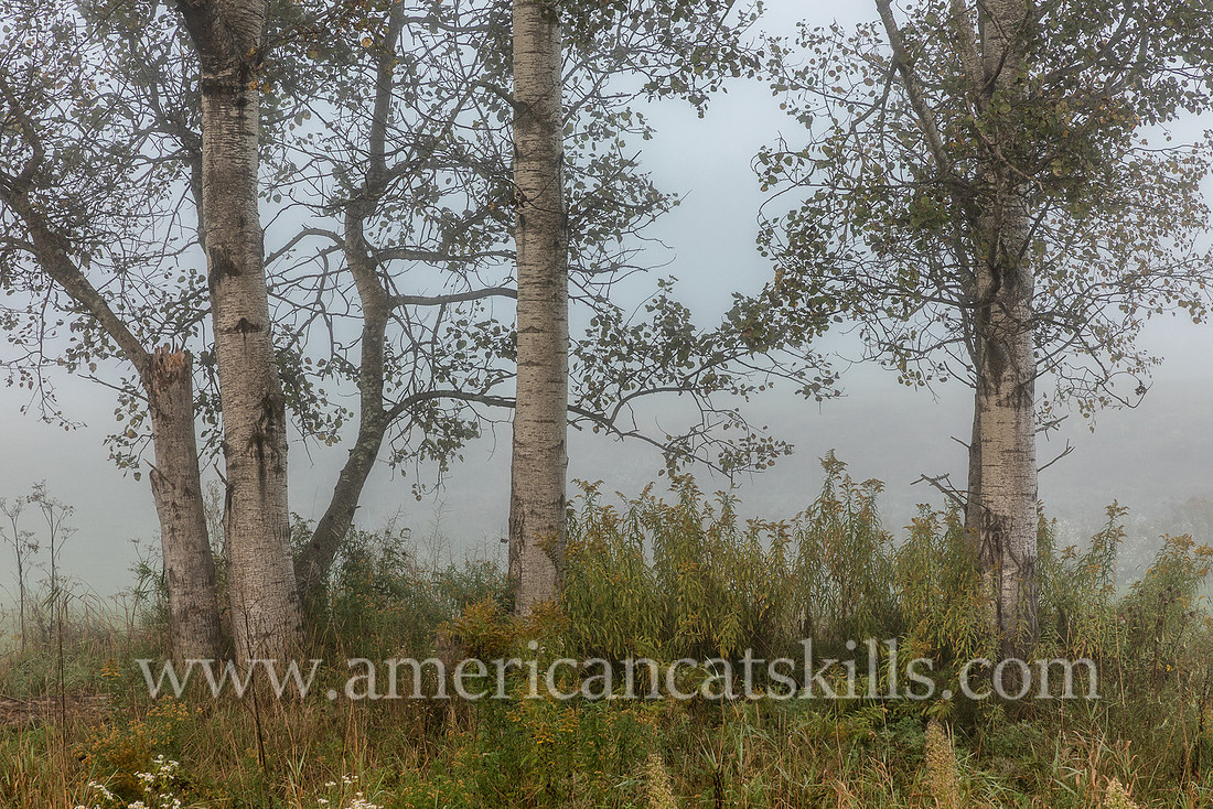 Photograph on the Windham Path in Windham, New York in the northern Catskills.