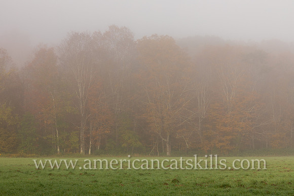 Foggy Morning on the Windham Path