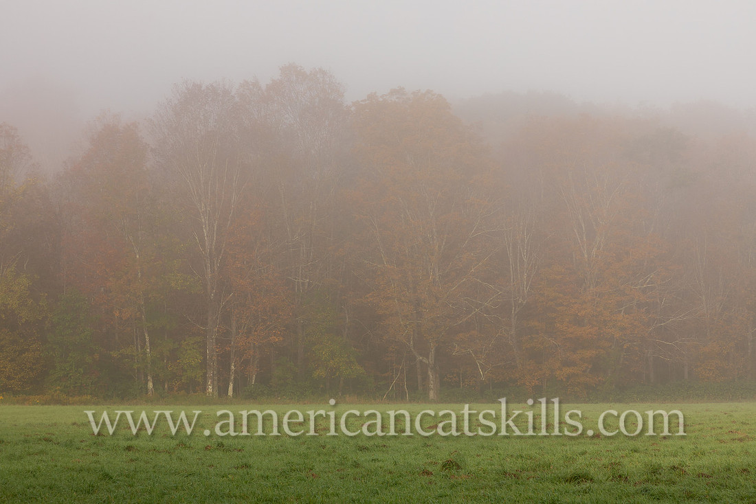 Foggy Morning on the Windham Path