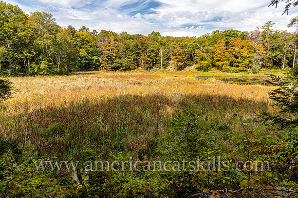 Photograph of the marsh near Black Creek at the John Burroughs Sanctuary in West Park, New York.