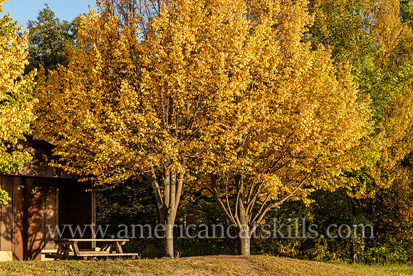 Photograph of a picnic table under trees with yellow fall foliage at North-South Lake in the Catskills.