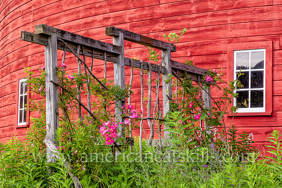 Flowers at the Kelly Red Barn