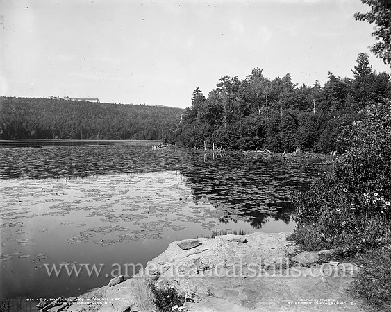Pond lillies [i.e. lilies] in South Lake, Catskill Mountains, N.Y.