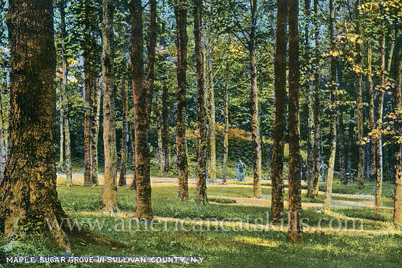 Vintage postcard by photographer Otto Hillig depicting a maple sugar grove at Ferndale in Sullivan County, New York.