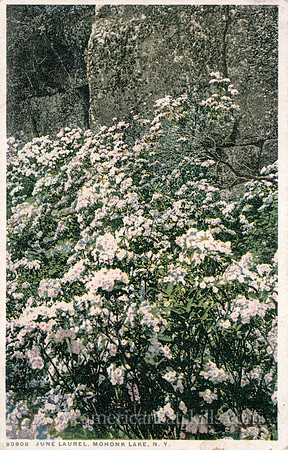 80808_June Laurel, Mohonk Lake, N.Y.