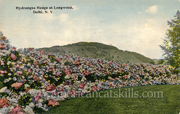 Hydrangea Hedge at Longwood, Delhi, N.Y.
