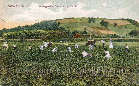 Winegard's Strawberry Patch, Sidney, N.Y.