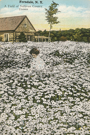 Vintage Catskills postcard by photographer Otto Hillig depicts a woman standing in a beautiful field of daisies at Ferndale in Sullivan County, New York.