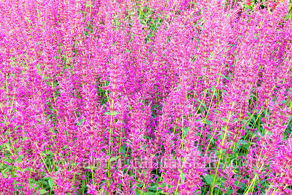 Sea of Purple