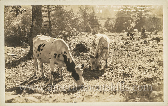 Peaceful Pastures, near Kingston N.Y. Louis E. Jones. Beautiful Kingston Series, No. 3.
