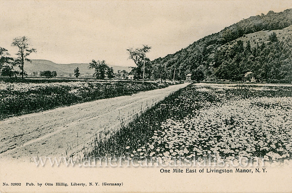Vintage postcard titled "One Mile East of Livingston Manor, N. Y." published by photographer Otto Hillig of Liberty, New York.