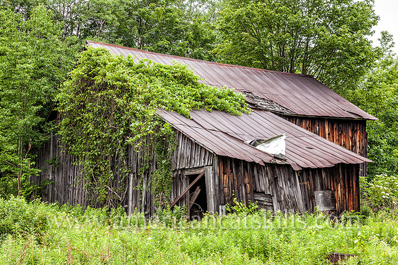 An abandoned barn that is overgrown with vines located in the small hamlet Hales Eddy in the town of Deposit, Delaware County, New York.