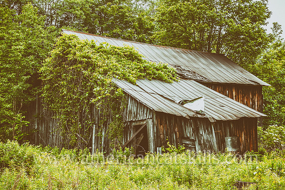 An abandoned barn that is overgrown with vines located in the small hamlet Hales Eddy in the town of Deposit, Delaware County, New York.