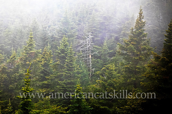 Balsam Fir in Mist