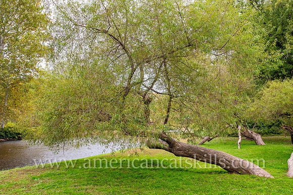The Great Callicoon Tree
