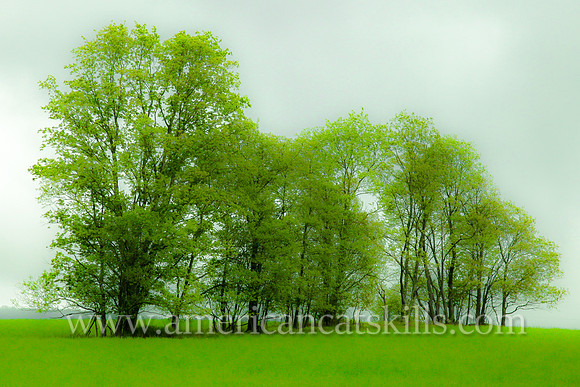 Beautiful stand of trees with lush green vegetation along Barkaboom Road in Delaware County, New York.