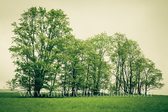 Beautiful stand of trees with lush green vegetation along Barkaboom Road in Delaware County, New York.