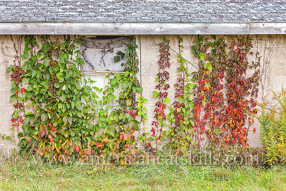 Abandoned single story house with vines growing on doors and windows, located in Marlboro, Ulster County, New York.