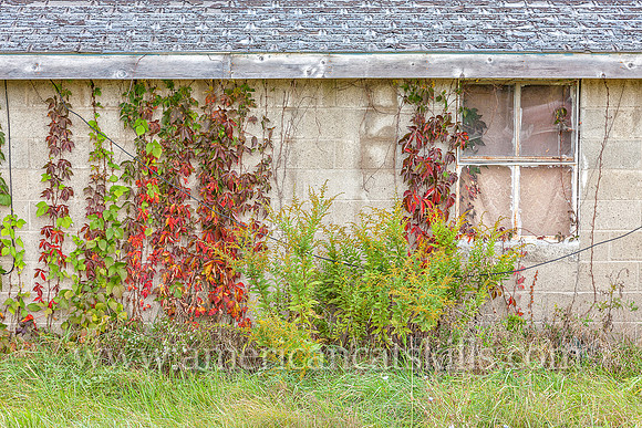 Abandoned single story house with vines growing on doors and windows, located in Marlboro, Ulster County, New York.