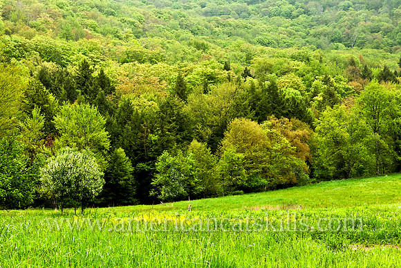 Beautiful stand of trees with lush green vegetation along Barkaboom Road in Delaware County, New York.