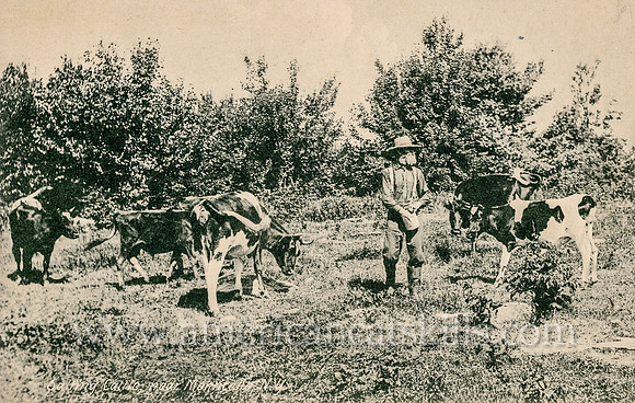 Salting Cattle, near Monticello, N.Y.