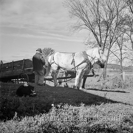Harnessing up. Mambert farm, Hudson River Valley, New York