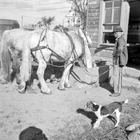 Morning drink. Mambert farm, Hudson River Valley, New York
