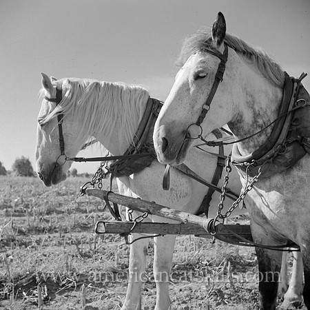 Mr. Mambert's team. Hudson River Valley farm near Coxsackie, New York