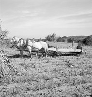 Picking up corn after the reaper has finished. Mambert farm, Hudson River Valley, near Cosackie, New York