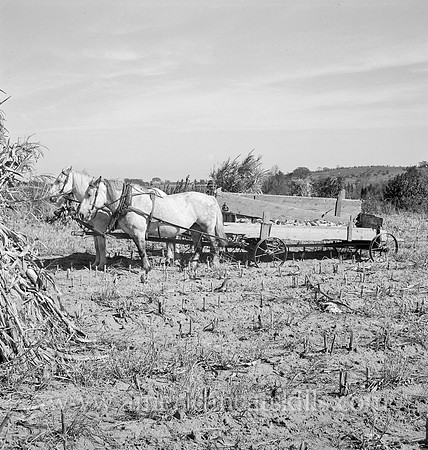 Picking up corn after the reaper has finished. Mambert farm, Hudson River Valley, near Cosackie, New York