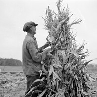 Putting up a shuck of corn on Mambert farm near Coxsackie, New York