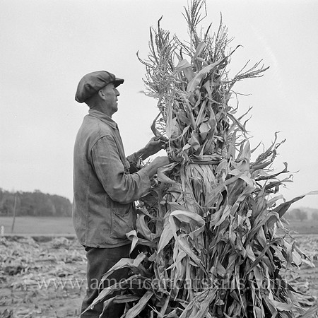 Putting up a shuck of corn on Mambert farm near Coxsackie, New York