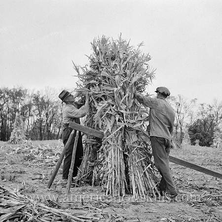 Putting up a shuck of corn on Mambert farm near Coxsackie, New York