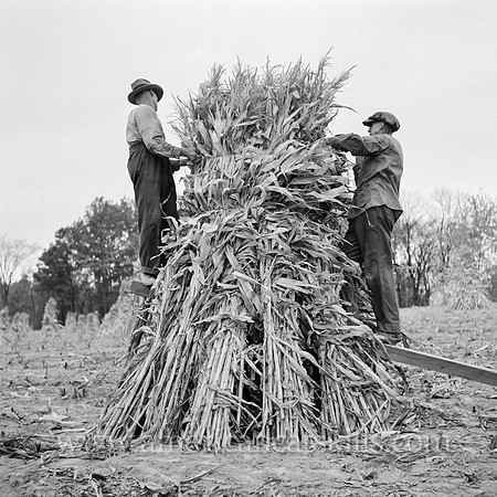 Putting up a shuck of corn on Mambert farm, near Coxsackie, New York