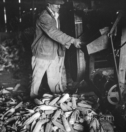 Shucking corn on the Mambert farm near Coxsackie, New York