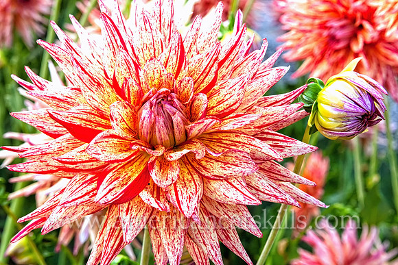 Morning Beauty