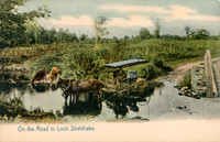 On the Road to Loch Sheldrake