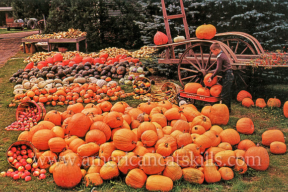 Vintage postcard title "Harvest Time" by famed photographer Bob Wyer of Delhi, New York.