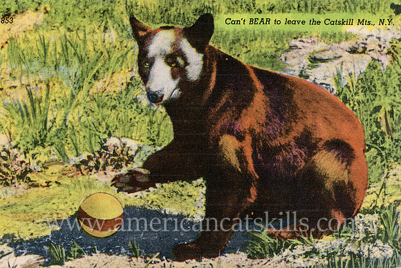 Vintage postcard titled "Can't BEAR to leave the Catskill Mts., N.Y." published by the Kingston News Service.