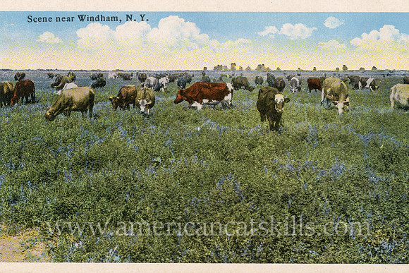 A beautiful farm scene with open fields and a large number of cows is depicted on this historic northern Catskills post card titled “Scene near Windham, N.Y.”