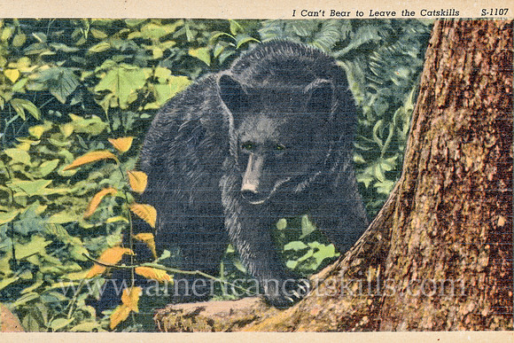 Vintage postcard titled “I Can’t Bear to Leave the Catskills” depicting a large, adult bear.