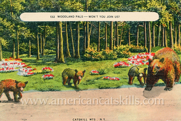 Vintage Catskills postcard published by the Kingston News Service depicting a mama bear and her three cubs wandering out of the nearby woods.
