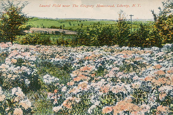 Vintage postcard by photographer Otto Hillig showing the laurel fields around the Gregory Homestead near the village of Liberty in Sullivan County, New York.