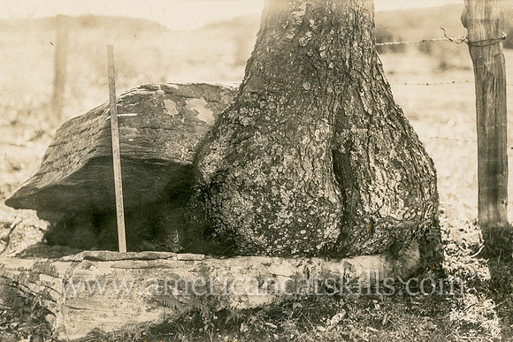 This interesting photograph of a tree growing out of the crevice of rock was taken by well-known photographer Otto Hillig of Liberty, New York.